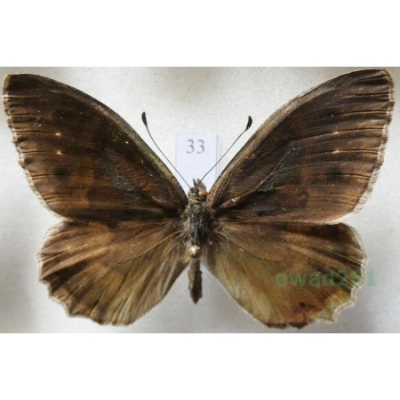Hipparchia statilinus (Hufnagel, 1766) male Skalnik statilinus Hungaria33